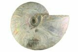 Silver Iridescent Ammonite (Cleoniceras) Fossil - Madagascar #345604-1